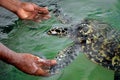 The rescued tortoise holds its flippers with human hands . Sea Turtles Conservation Research Project in Bentota, Sri Lanka. Royalty Free Stock Photo