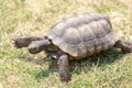 Captive adult male California Desert Tortoise walking on grass.