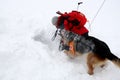 Rescuer from the Mountain Rescue Service at Bulgarian Red Cross Royalty Free Stock Photo