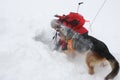 Rescuer from the Mountain Rescue Service at Bulgarian Red Cross