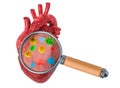 Research and diagnosis of heart diseases concept. Human heart with viruses and bacterias under magnifying glass, 3D rendering