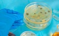 Research in the laboratory Petri dishes. Selective focus. Royalty Free Stock Photo