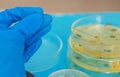 Research in the laboratory Petri dishes. Selective focus. Royalty Free Stock Photo