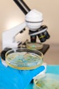 Research in the laboratory Petri dishes. Selective focus. Royalty Free Stock Photo
