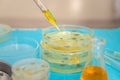 Research in the laboratory Petri dishes. Selective focus. Royalty Free Stock Photo