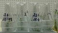 Research scientist medical plants capsicum red pepper medicinal purposes, bottles tube test growth chamber in vitro clone culture