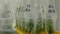 Research scientist medical plants capsicum red pepper medicinal purposes, bottles tube test growth chamber in vitro clone culture