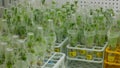 Research scientist medical plants capsicum red pepper medicinal purposes, bottles tube test growth chamber in vitro clone culture