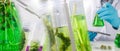 Research scientist team working research and Biotech science Photobioreactor in laboratory of algae fuel, biofuel sustainable