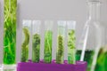 Research scientist team working research and Biotech science Photobioreactor in laboratory of algae fuel, biofuel sustainable