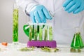 Research scientist team working research and Biotech science Photobioreactor in laboratory of algae fuel, biofuel sustainable