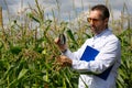 Researcher-agronomist stands in a corn field and examines corn stalks with a magnifying glass. Research in the field of