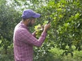 Researcher examining an orange plant infected with bacteria Candidatus liberibacter HLB in Venezuela