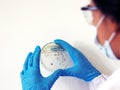 Researcher is holding Petri dish of Vibrio vulnificus in CHROMagar and TCBS, an estuarine bacterium which occurs in in filter-feed