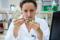 Researcher holds leaf Royalty Free Stock Photo