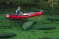 A researcher observes manatees at Blue Springs State Park in Florida Royalty Free Stock Photo