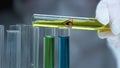 Researcher pouring inflammable liquid in test-tube, analyzing petrol properties