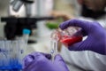 Researcher or scientist or doctoral student pours red and green