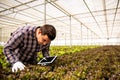 Researcher studies salad plants in the greenhouse