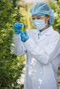 Researchers examine extracts from the hemp plant. Used to make products in alternative medicine.CBD Natural from organic hemp on