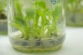 Plant cell and tissue culture technology laboratory