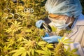 Researchers are using a magnifying glass to inspect cannabis leaves in greenhouses. hemp agribusiness ideas Cannabis business and