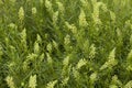 Reseda Royalty Free Stock Photo