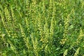 Reseda lutea as a weed growing in the field