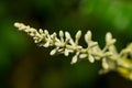 Reseda lutea, the yellow mignonette or wild mignonette