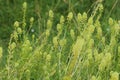 Reseda lutea, the yellow mignonette or wild mignonette flower