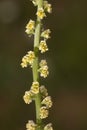 Reseda luteola flower Royalty Free Stock Photo