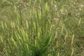 Reseda luteola, known as dyer& x27;s rocket, dyer& x27;s weed, weld, woold, and yellow weed