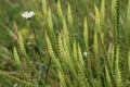 Reseda luteola, known as dyer& x27;s rocket, dyer& x27;s weed, weld, woold, and yellow weed