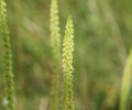 Reseda luteola, known as dyer& x27;s rocket, dyer& x27;s weed, weld, woold, and yellow weed