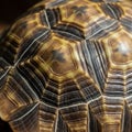 Resembles that of a star tortoise Geochelone elegans , known for its Royalty Free Stock Photo