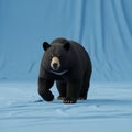 Resembles a studio setting, emphasizing the bear as the central Royalty Free Stock Photo