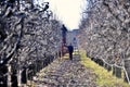RESEN, MACEDONIA. february 1, 2020- Farmer pruning apple tree in orchard in Resen, Prespa, Macedonia. Prespa is well known region