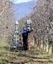 RESEN, MACEDONIA. february 1, 2020- Farmer pruning apple tree in orchard in Resen, Prespa, Macedonia. Prespa is well known region