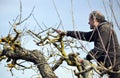 RESEN, MACEDONIA. MARCH 3, 2019- Farmer pruning apple tree in orchard in Resen, Prespa, Macedonia. Prespa is well known region in