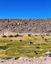 Reserva Nacional de las Vicunas