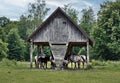 polish horse (also: polish horse konik bilgorajski, bison show reserve, bialowieza Royalty Free Stock Photo