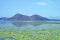 Water lilies on the clear water of Skadar Lake in Montenegro and Albania. Royalty Free Stock Photo