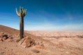 Reserve of Pampa Galeras near Nazca, Peru Royalty Free Stock Photo