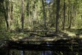 Reserved dense forest. A river and trees felled by beavers. Swamp. Scenery. Horizontal shot.