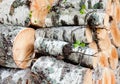 Reserves of birch logs Royalty Free Stock Photo