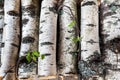 Reserves of birch logs Royalty Free Stock Photo