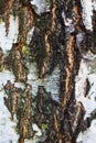 Reserves of birch logs closeup. Wallpaper Royalty Free Stock Photo