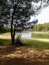 Reservoir practically dry with many pines Royalty Free Stock Photo