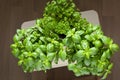 Resh basil and parsley herb in flowerpots