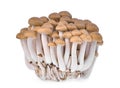 Resh brown shimeji mushroom, beech mushrooms or edible mushroom Royalty Free Stock Photo